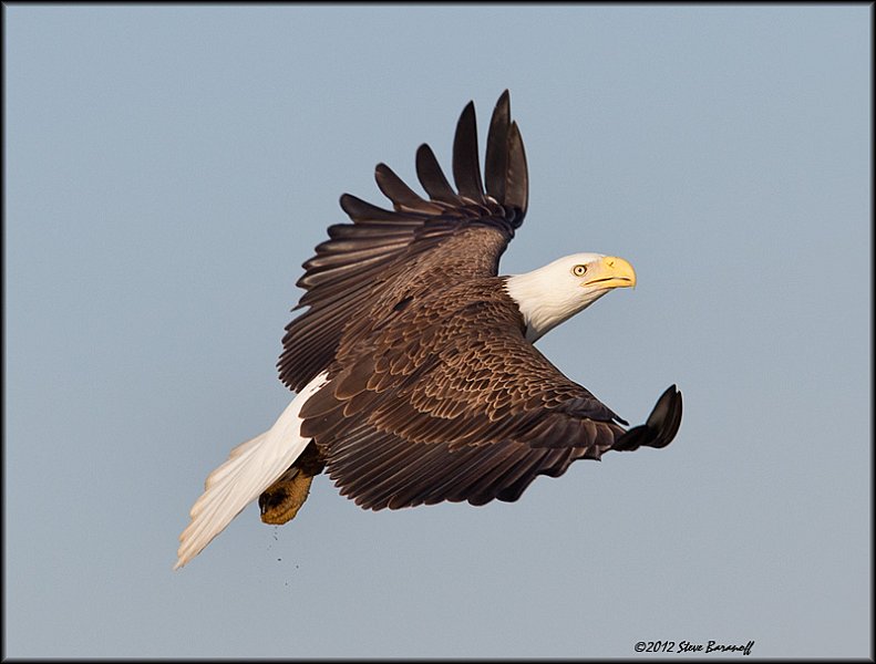 _2SB1888 american bald eagle.jpg